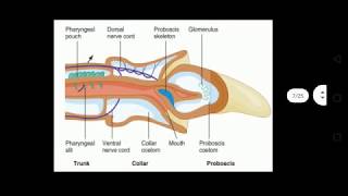 Hemichordata Enteropneusta [upl. by Nowed717]