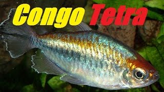 Congo Tetras Phenacogrammus interruptus [upl. by Gautier]