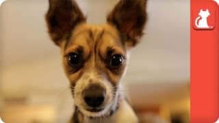 Dog Viciously attacked by Coyote  Tails of Survival [upl. by Marlen351]