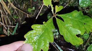 Sessile Oak Quercus petraea saplings growing in rockery slope 23112024 Northern Ireland [upl. by Julienne94]