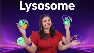 Lysosomes [upl. by Aztinay569]