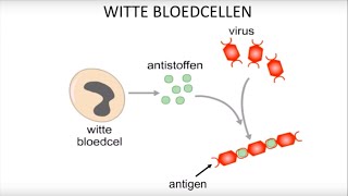 Virussen bacteriën witte bloedcellen en inentingen [upl. by Atteuqehs]