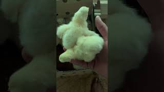 New boyler cheeks🐣🐥 poltryfarm viral video shorts shortvideo shortsfeed youtubeshorts [upl. by Bohi]