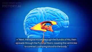 Understanding the Hearts Electrical Conduction System [upl. by Eldnek]