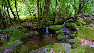 Forest Ambience Water Sounds Birds Singing ASMR [upl. by Bonacci]