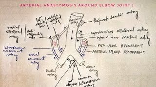 Arterial anastomosis around elbow joint 🔥🔥🔥 med tutorials [upl. by Brewer410]