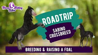 Crossbreeding a Sabino Friesian in Horse Riding Tales Roadtrip [upl. by Merchant]