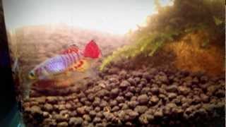 My Killifish [upl. by Gwyneth47]