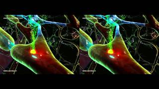 Side by Side Örnek 3D Video Demo designmatecom  Neuroglial cellsKarinmpg [upl. by Eikcid]