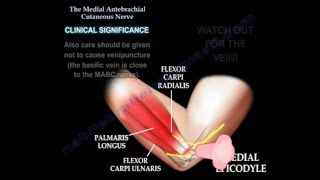 Medial antebrachial cutaneous nerve Dr Ebraheim [upl. by Aneerb54]