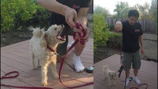 Non Slip Leash and How to Shorten a Dog Leash [upl. by Ardnuahsal]