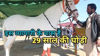 Muktsar Mela 2019  मेले में आये इस व्यापारी के पास है 29 साल की घोड़ीcontact 8427712003 [upl. by Weinman]