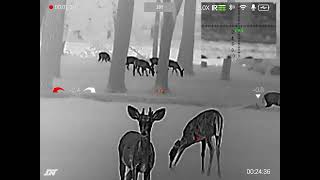 DNT ThermNight  TNC225R  Observing Deer 1  Arken Zulus Digital Night Vision Scope meets Thermal [upl. by Tyne141]