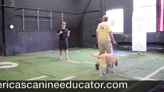 How to stop a Leash pulling Yellow Lab  Americas Canine Educator [upl. by Jaquenette411]