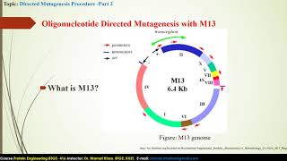 Oligonucleotide Directed Mutagenesis with M13  BTGE416  Lecture 9  by DrNiamat Khan [upl. by Hirz]