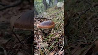 Boletus edulis da intrattenimento😎porcini boletus viralvideo funghi mushroom forest nature [upl. by Idleman]