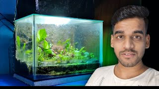 I Made 99 Aquatic Plants Paludarium as a Storage Tank [upl. by Razal997]