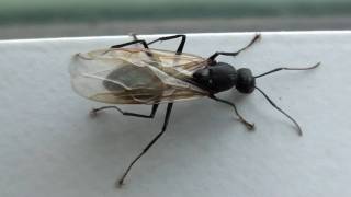 Black Carpenter Ant Formicidae Camponotus Winged Male [upl. by Nana]