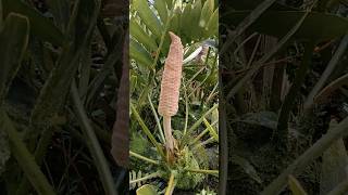 Cardboard Palm Flowers Zamia Furfuracea phihrslug [upl. by Abelard]