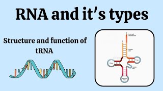 Structure and function of tRNA  Type of RNA molecularbiology microbiology [upl. by Ammamaria963]