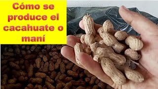 Lo que no sabías sobre el cultivo del maní o cacahuate [upl. by Ellynn]