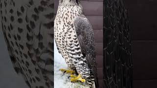 Dark grey gyrfalcon falcon peregrinefalcon gyrfalconshauberk falconry viral falconrylife anim [upl. by Ankeny]