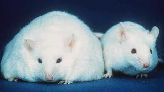 The CreloxP Technique Transgenic Mice [upl. by Llib]