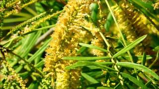 Honey Mesquite Prosopis glandulosa San Diego California [upl. by Sudaorb]