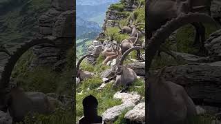 Big Mountain Ibex  shorts ibex goat animal mountains viralvideo viral [upl. by Frayda]