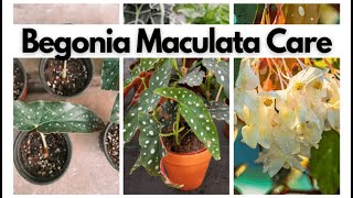 Begonia Maculata Houseplant Care Guide 🌿  Tips for Thriving Polka Dot Begonias [upl. by Gnof]