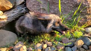 Foxes laugh and scream at puppies [upl. by Karlee]