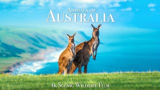 Animals of Australia 4K  Scenic Wildlife Film With Calming Music [upl. by Natanoy]