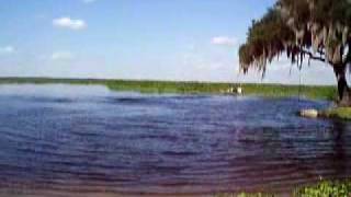 220 GPU Tazmanian Devil Airboat At Possum Bluff [upl. by Seuqcaj]