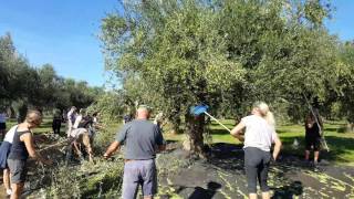 MessiniaPeloponnese Greece  Olive picking by Danish tourists by Trigilidas travel [upl. by Notyard600]