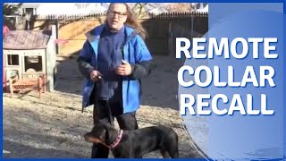 Remote Collar Recall 101 Solid K9 Training [upl. by Arammat]