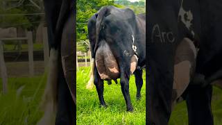 Rana Dairy Farm 🐄 Biggest Girlando Cow pkjanwarmandi cow shorts [upl. by Oinotna]