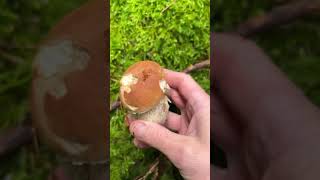 1er Cèpe de la journée🍄‍🟫 Jeune et ferme comme j’les aime🫣🤫😂 champignons boletus humour [upl. by Ennyrb]