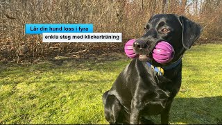 Hundträning  Lär din hund quotlossquot med klickerträning [upl. by Chessa]