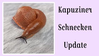 Kapuziner Schnecken Update und ein paar Infos [upl. by Dolli]