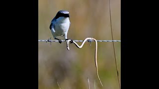 Bird vs Snake  Loggerhead Shrike  Butcher Bird [upl. by Eimmas]