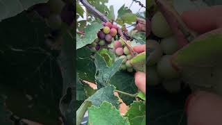 black grape harvestingviral shorttrendingvideo fruit [upl. by Delorenzo]