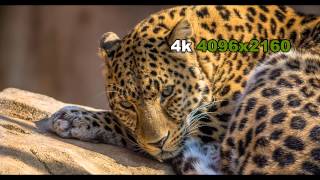 Video Test File  4K DCI standard [upl. by Jo-Anne]