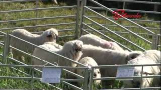 Schafscheid Bettmeralp [upl. by Narmis66]