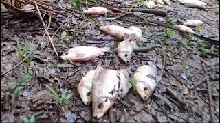 Peixes da especie curimatã foram encontradas mortos na comunidade do Cajui  Vitoria do XinguPA [upl. by Esinnej512]