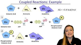 ATP and Coupled Reactions [upl. by Otho]