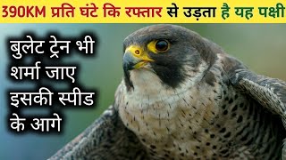 390Km प्रति घंटे की रफ्तार से उड़ता है यह पक्षी  Peregrine Falcon Speed [upl. by Etireugram]