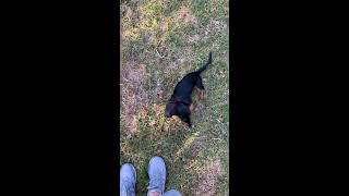 Miniature Dachshund Hunting Rabbits [upl. by Neehs]