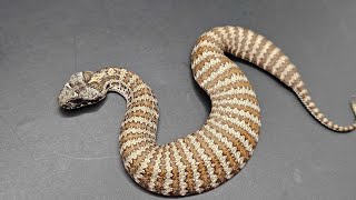 NEW ELAPID  australianwildlife snake reptiles elapidae [upl. by Elwira]