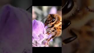 Why does honeybee make honey telugu facts interstingfactsintelugu [upl. by Lura]