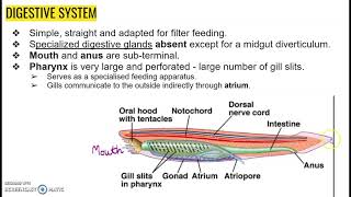 Subphylum Cephalochordata [upl. by Jaf]